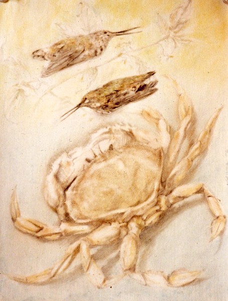 crab and hummingbirds